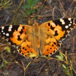 Las mariposas que no cruzan el ecuador: la ciencia descubre una frontera invisible en la migración de insectos