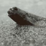 Último pase de «El mar no cesa», el documental independiente que mira al Mar Menor «sin filtros ni bandos”