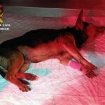 La Guardia Civil investiga a dos vecinos de Torre Pacheco por arrojar un perro herido a un contenedor de basura