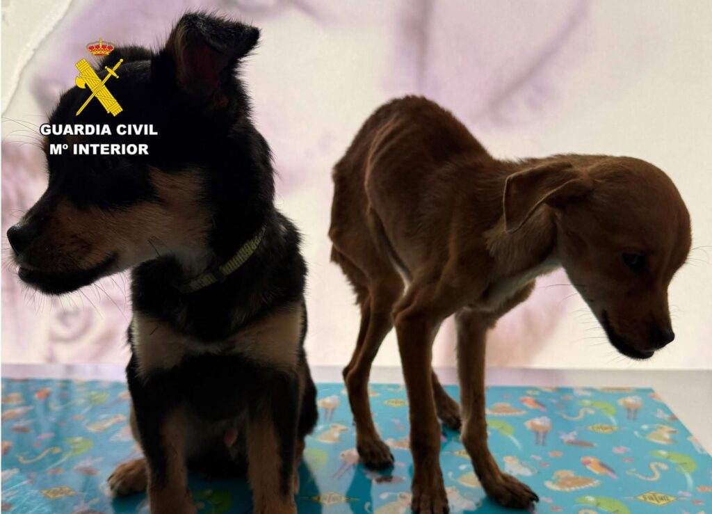 Tres investigados por abandonar y maltratar a dos cachorros en Caravaca de la Cruz