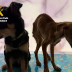 Tres investigados por abandonar y maltratar a dos cachorros en Caravaca de la Cruz